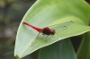 J01_1329 Rhodothemis rufa